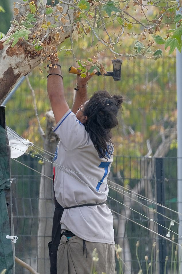 The homeless man living in Highland Park, Los Angeles, is seen on Tuesday chopping down a tree with his axe